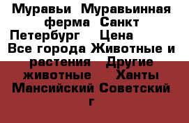 Муравьи, Муравьинная ферма. Санкт-Петербург. › Цена ­ 550 - Все города Животные и растения » Другие животные   . Ханты-Мансийский,Советский г.